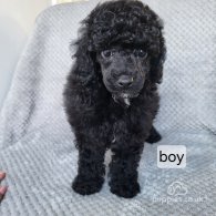 Miniature Poodle - Both