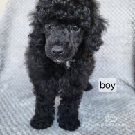 Miniature Poodle - Both