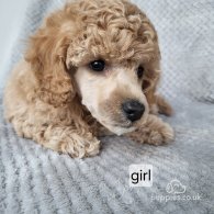 Miniature Poodle - Both