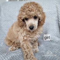 Miniature Poodle - Both