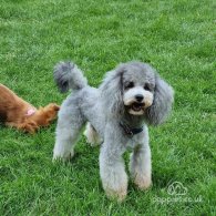 Miniature Poodle - Both