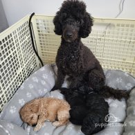 Miniature Poodle - Both