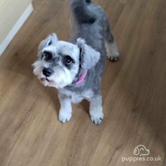 Miniature Schnauzer - Both