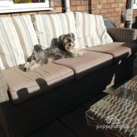 Miniature Schnauzer - Both