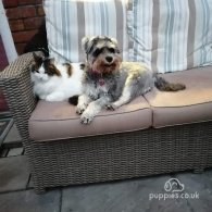 Miniature Schnauzer - Both