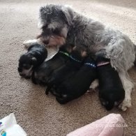 Miniature Schnauzer - Both