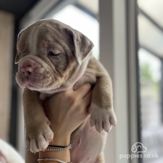 Dorset Olde Tyme Bulldogge - Both