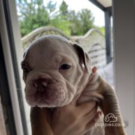 Dorset Olde Tyme Bulldogge - Both