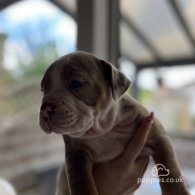 Dorset Olde Tyme Bulldogge - Both