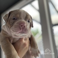 Dorset Olde Tyme Bulldogge - Both