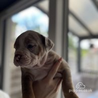 Dorset Olde Tyme Bulldogge - Both