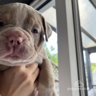 Dorset Olde Tyme Bulldogge - Both