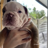 Dorset Olde Tyme Bulldogge - Both