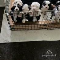 Old English Sheepdog - Both