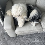 Old English Sheepdog - Both