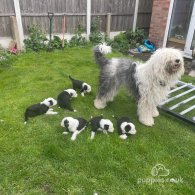 Old English Sheepdog - Both