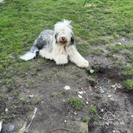 Old English Sheepdog - Both