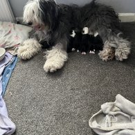 Old English Sheepdog - Both