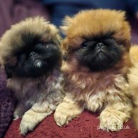 Pekingese - Both