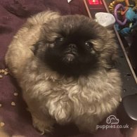 Pekingese - Both