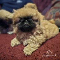 Pekingese - Both