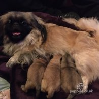 Pekingese - Both