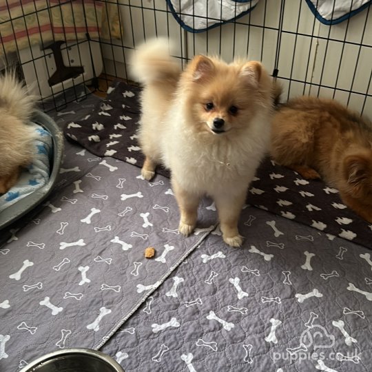 Pomeranian - Both