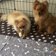 Pomeranian - Both