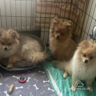 Pomeranian - Both