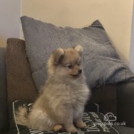 Pomeranian - Both