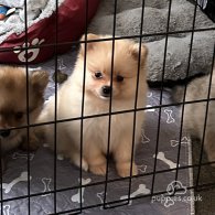 Pomeranian - Both