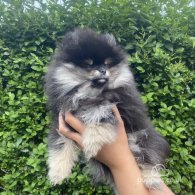 Pomeranian - Both