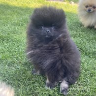 Pomeranian - Both