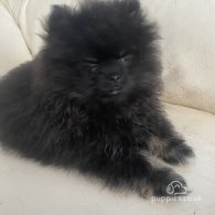 Pomeranian - Both