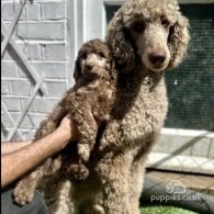 Poodle - Both