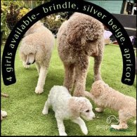 Poodle - Both