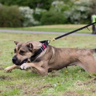 Presa Canario - Both