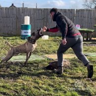 Presa Canario - Both