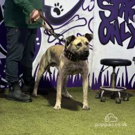 Presa Canario - Both