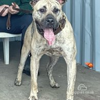 Presa Canario - Both