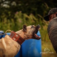 Presa Canario - Both