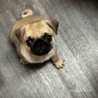 Pug - Both