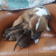 Staffordshire Bull Terrier - Both