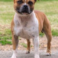 Staffordshire Bull Terrier - Both