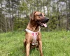 Rhodesian Ridgeback