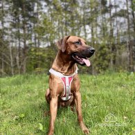 Rhodesian Ridgeback