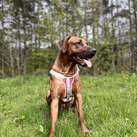 Rhodesian Ridgeback