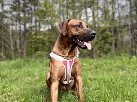 Rhodesian Ridgeback