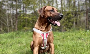 Rhodesian Ridgeback