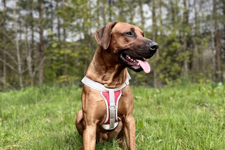 Rhodesian Ridgeback